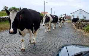 cows2.jpg