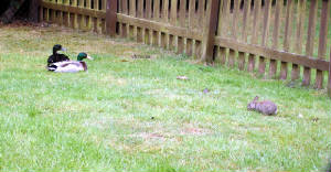 ducksrabbit07.jpg