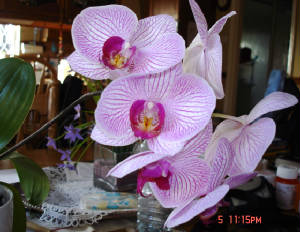 orchids.jpg