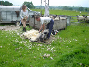 sheepshear.jpg