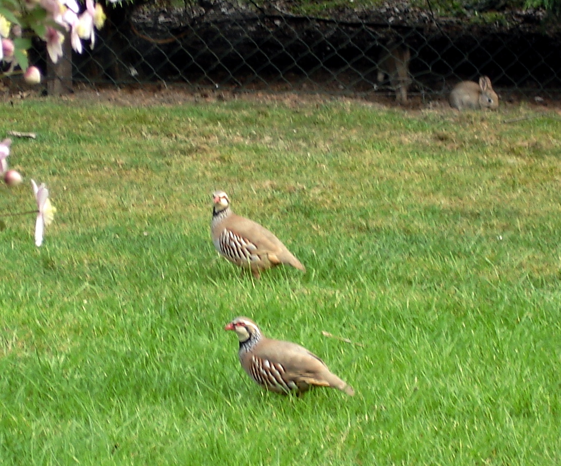 partridges07.jpg